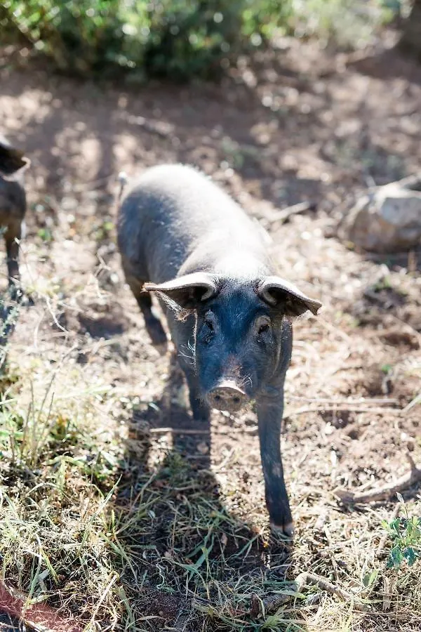 Finca Es Cabas Санта-Мария-дель-Ками Гостевой дом