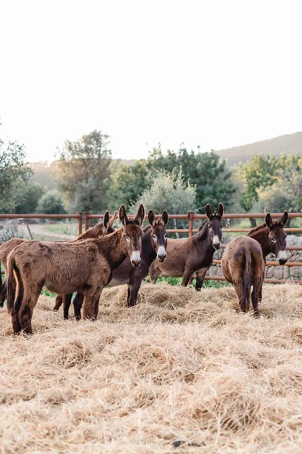 Гостевой дом Finca Es Cabas Санта-Мария-дель-Ками
